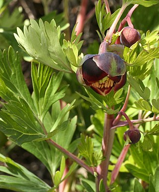 <i>Paeonia californica</i> Species of tree