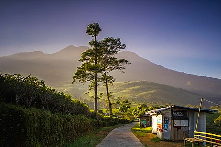 Dawn in the Kemuning tea estate, Mount Lawu