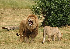 Pair of lions v2.jpg