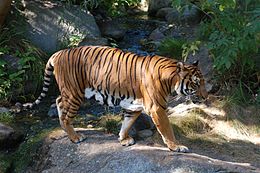 Panthera tigris corbetti 090901.jpg