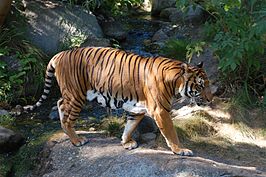 Chinese tijger