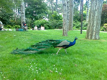 Il parco floreale di Parigi possiede anche dei pavoni che passeggiano tra i visitatori.