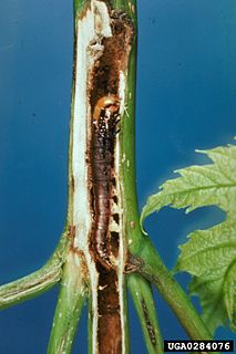 Stalk borer species of insect