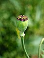 Papaver setigerum (Papaveraceae) Poppy