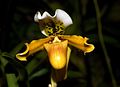 Paphiopedilum exul