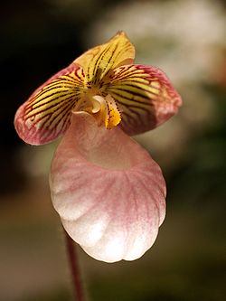 Paphiopedilum micranthum