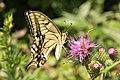 キアゲハ Papilio machaon