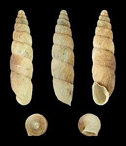 Parabalea pilsbryi laraosensis