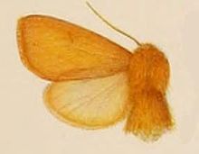 Parakels aurantiaca vrouw.JPG