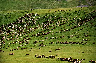 Стадо овець на березі Паравані