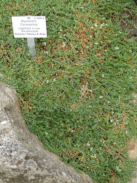 Paronychia capitata - Palmengarten Frankfurt - DSC02006.JPG