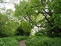 Path by the mill race - geograph.org.uk - 1091696.jpg