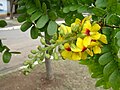 detalhe de cacho de flores começando a abrir, lembra a flor da sibipiruna; Outubro, zona leste de São Paulo