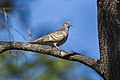 Peaceful Dove - Darwin - Australia.jpg