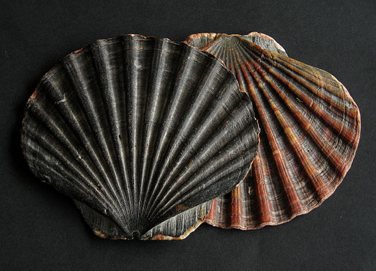 Двустворчатые. Королевский гребешок Pecten Maximus. Моллюск Pecten двустворчатый. Гребешок Святого Иакова. Раковины двустворчатых моллюсков гребешки.