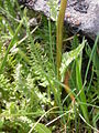 Pedicularis groenlandica (5372675197).jpg