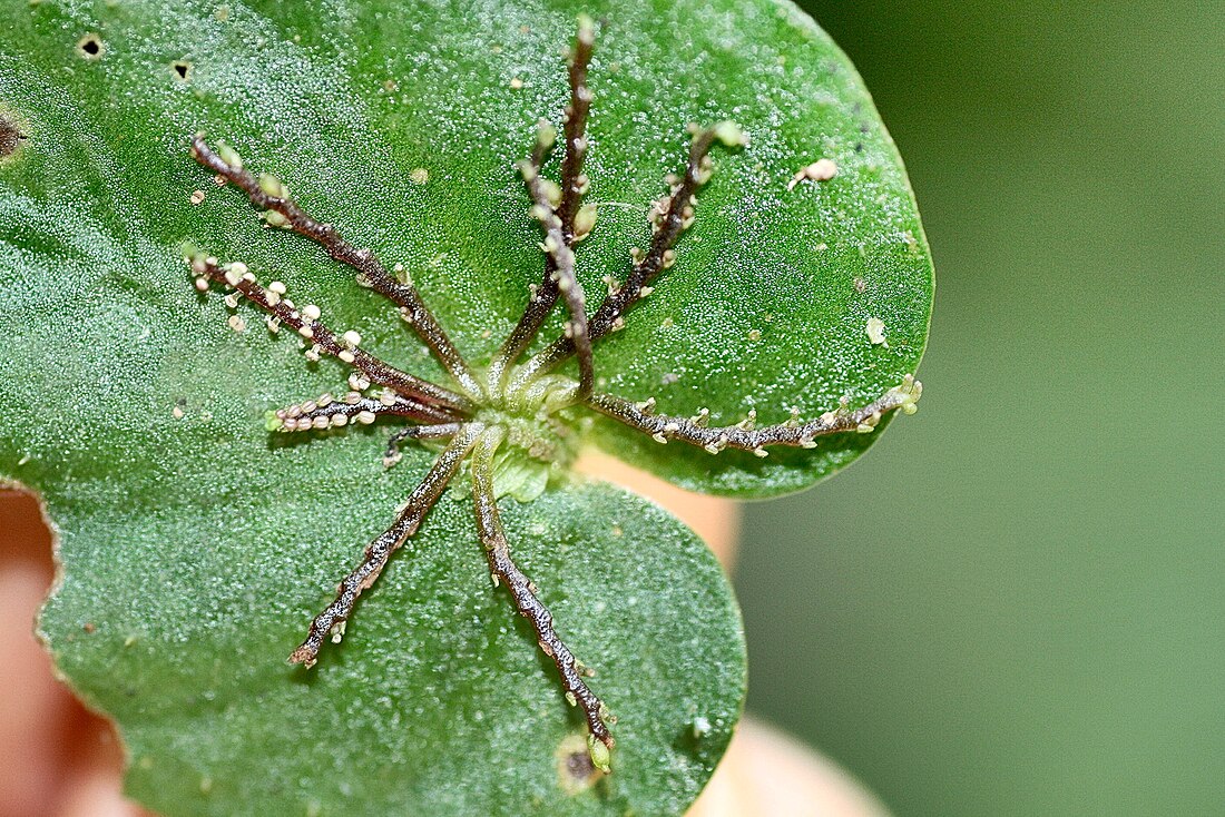 Peperomia pinoi