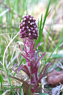 Petasites hybridus ENBLA01.JPG