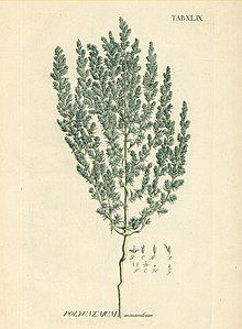 Petrosimonia monandra as Polycnemum monandrum.jpg