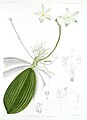 Phalaenopsis tetraspis plate 57 in: J.D. Hooker: A Century of Indian Orchids (1895)