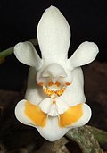 Phalaenopsis thailandica (обрезанный) .jpg