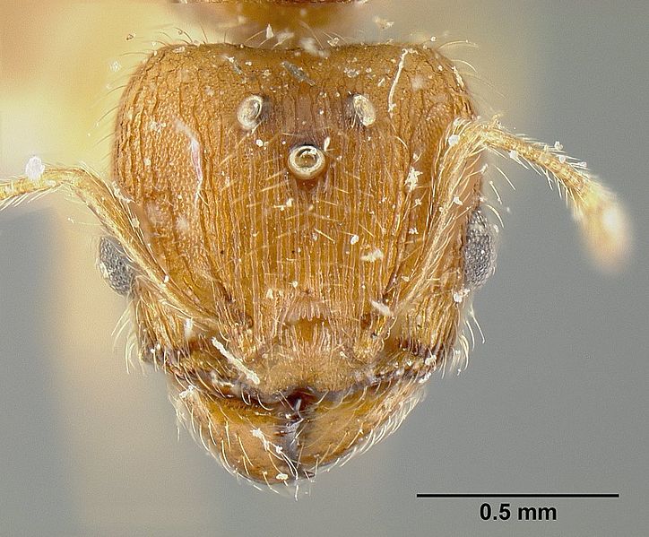 File:Pheidole bilimeki jtlc000014087 head 1.jpg