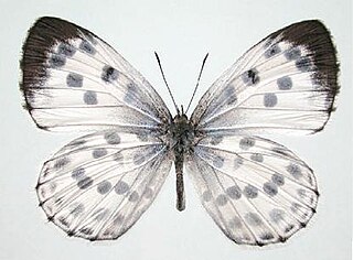 <i>Phengaris albida</i> Species of butterfly