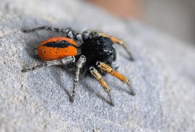 macho de Philaeus chrysops