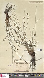 <i>Phlebocarya pilosissima</i> Species of flowering plant