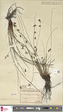 Phlebocarya pilosissima medialib.naturalis.nl file id L.1470419 format large.jpg