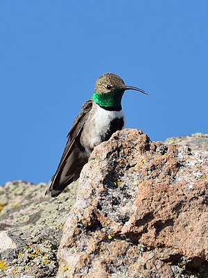 White-flanked Andean Hummingbird ♂