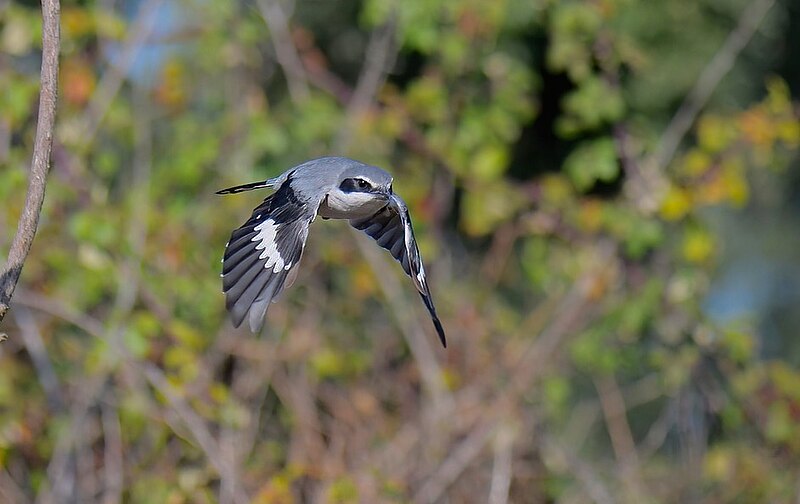 File:Picanço-real-meridional, Southern Grey Shrike (53250195107).jpg