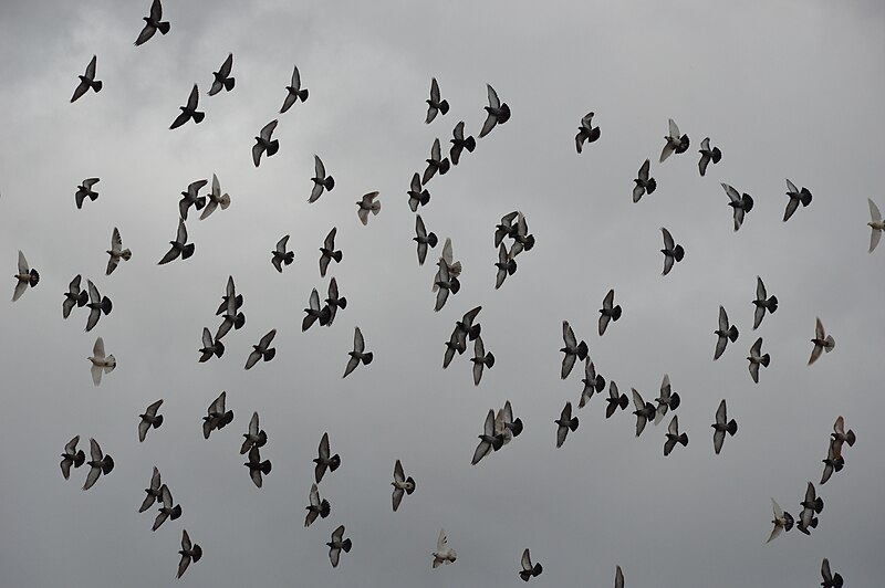 File:Pigeons in the grey sky.jpg