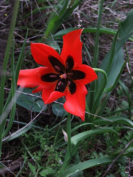 File:PikiWiki Israel 13378 Tulip.JPG