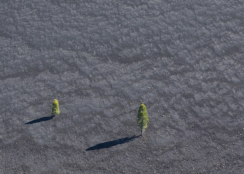 File:Pine trees on Cinder Cone.jpg