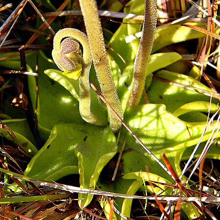 Fail:Pinguicula lutea (5457029144).jpg