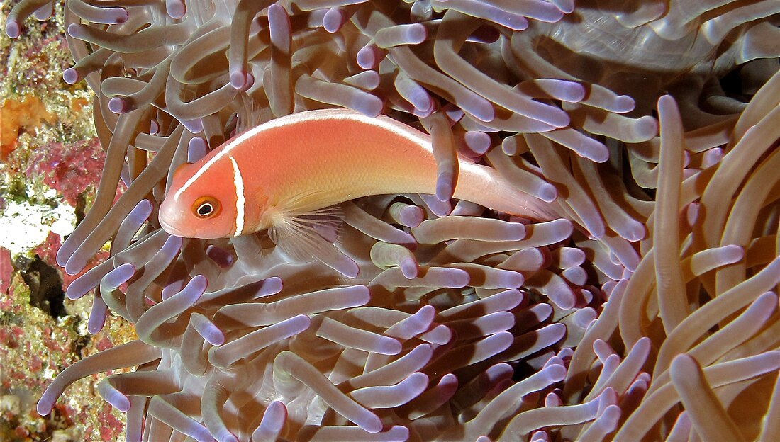 Amphiprion perideraion