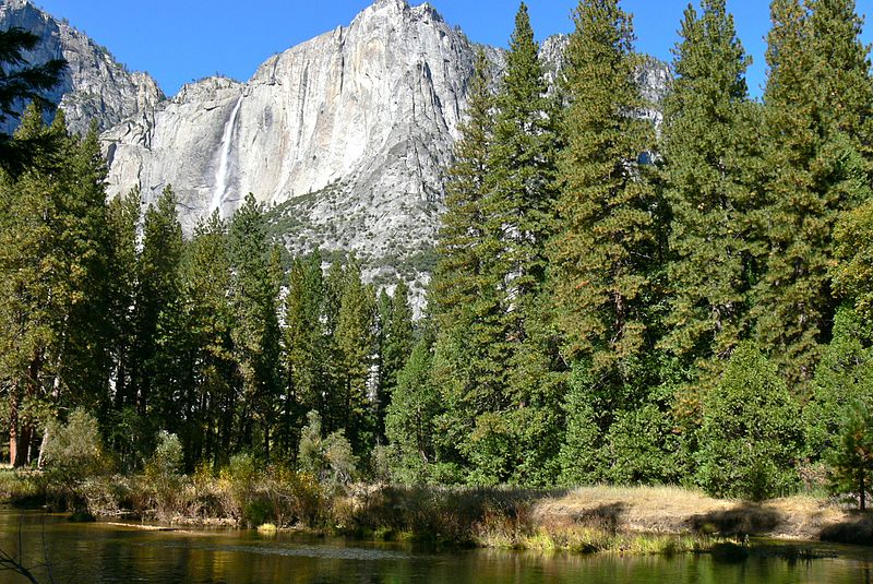 File:Pinus ponderosa Yosemite 2.jpg