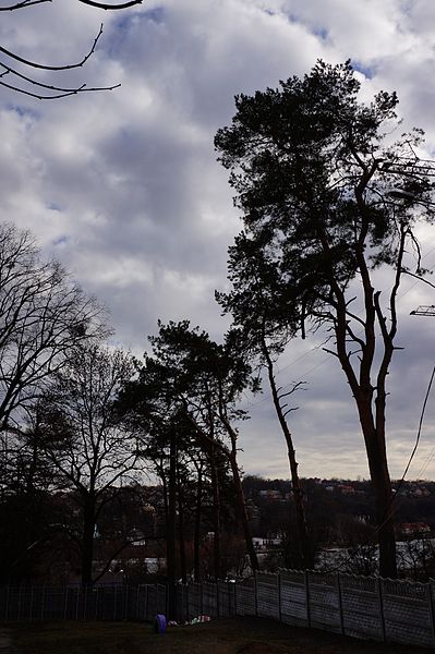 File:Pinus strobus (8 trees, Vinnytsia).jpg