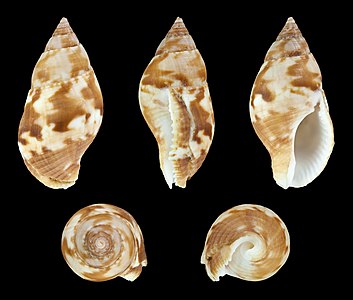 Pisania tritonoides