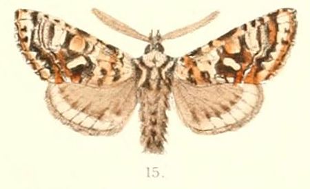 Valeriodes_heterocampa