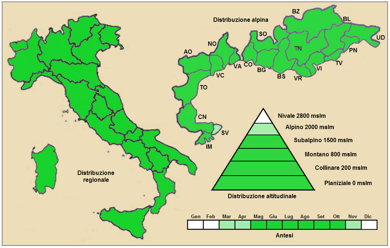 File:Plantago major major - Distribuzione.png