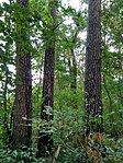 Plantations of pine and oak, Bilozirja Forestry5-2018.jpg