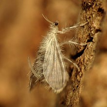 Pleasing Lacewing Female - Flickr - treegrow (2).jpg