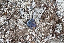 Plebejus anna