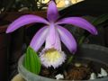 Miniatura para Pleione (orquídea)