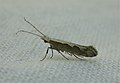 Plutella xylostella