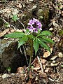 Cardamine pentaphyllos, Piemont