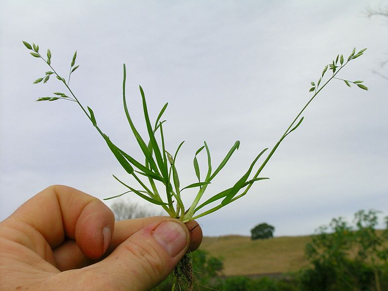 File:Poa annua plant (7398667406).jpg