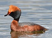 Podiceps auritus (13909575538) (cropped).jpg